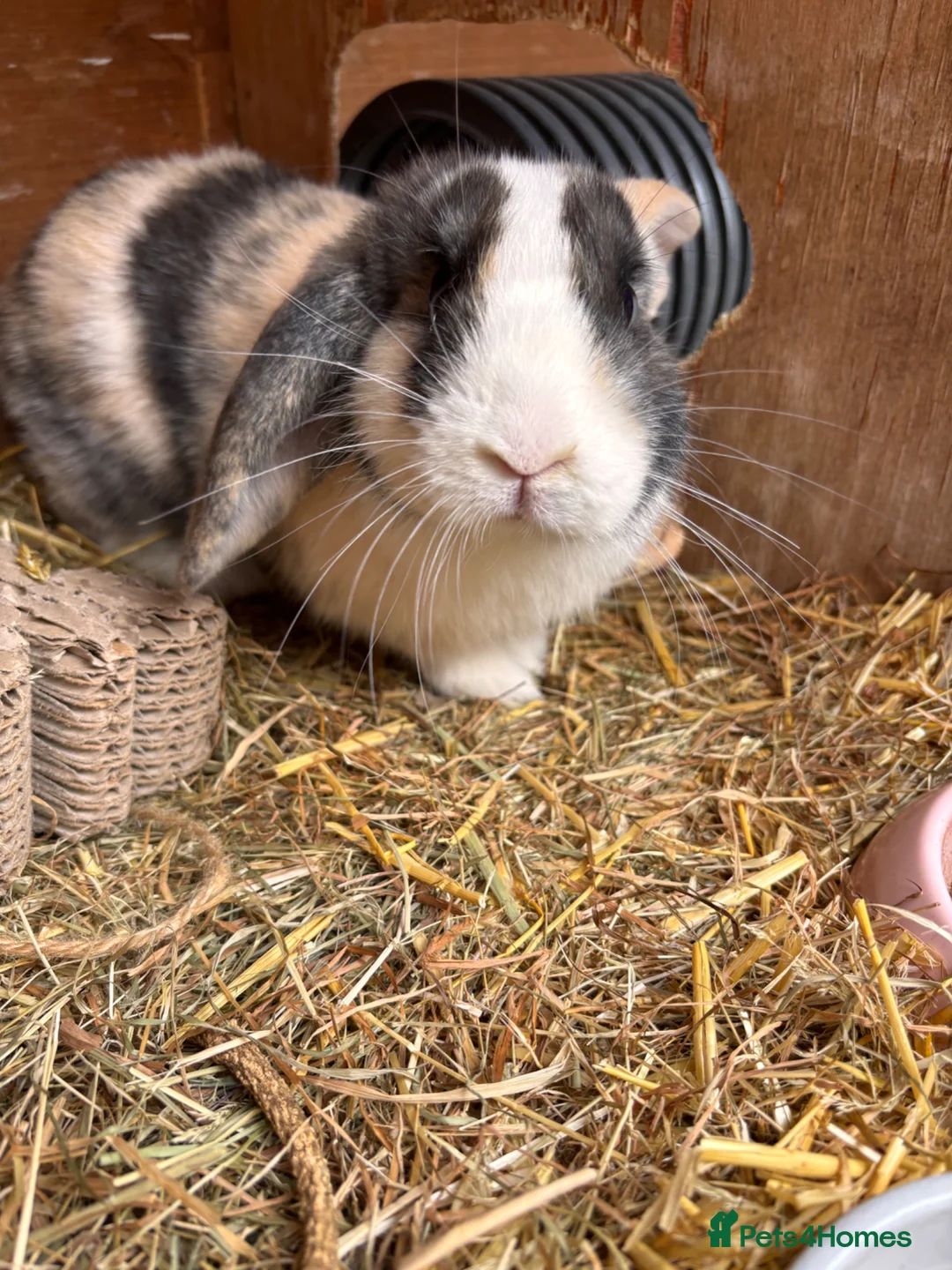 Mini Lop rabbits for sale: Mini lop buck  - Advert 2
