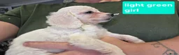 Mixed Breed dogs for sale: 9 Beautiful Cockerchon puppy's ready soon - Advert 26