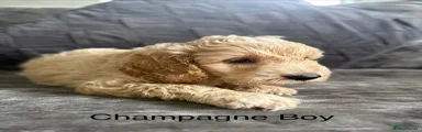 Cockapoo 4