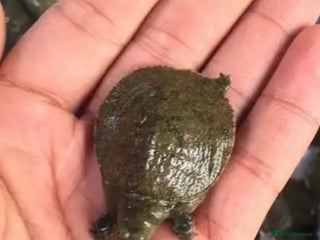 Turtle reptiles baby turtles - Advert 3