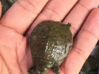 Turtle reptiles baby turtles - Advert 10