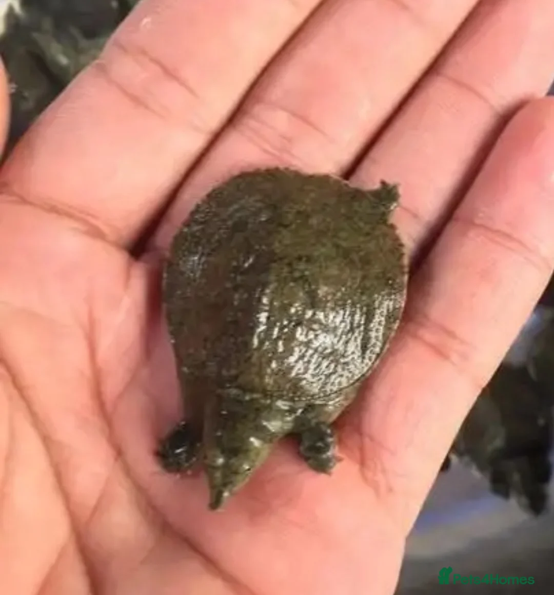 Turtle reptiles for sale: baby turtles  - Advert 1