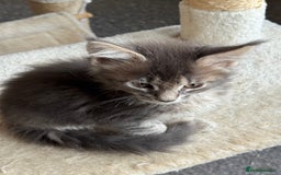 Maine Coon cats for sale: BEAUTIFUL PURE BREED MAINE COON KITTENS  - Image 6