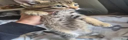 Mixed Breed cats for sale: 1 beautiful bengal x tabby kitten - Advert 8