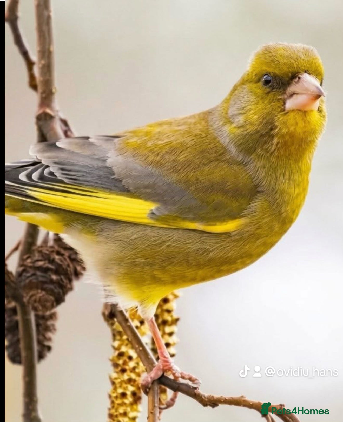 Finches birds for sale: Healthy Goldfinches & Greenfinches For Sale - Advert 7