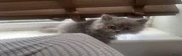 British Shorthair cats for sale: British shorthair and longhair kittens - Advert 13