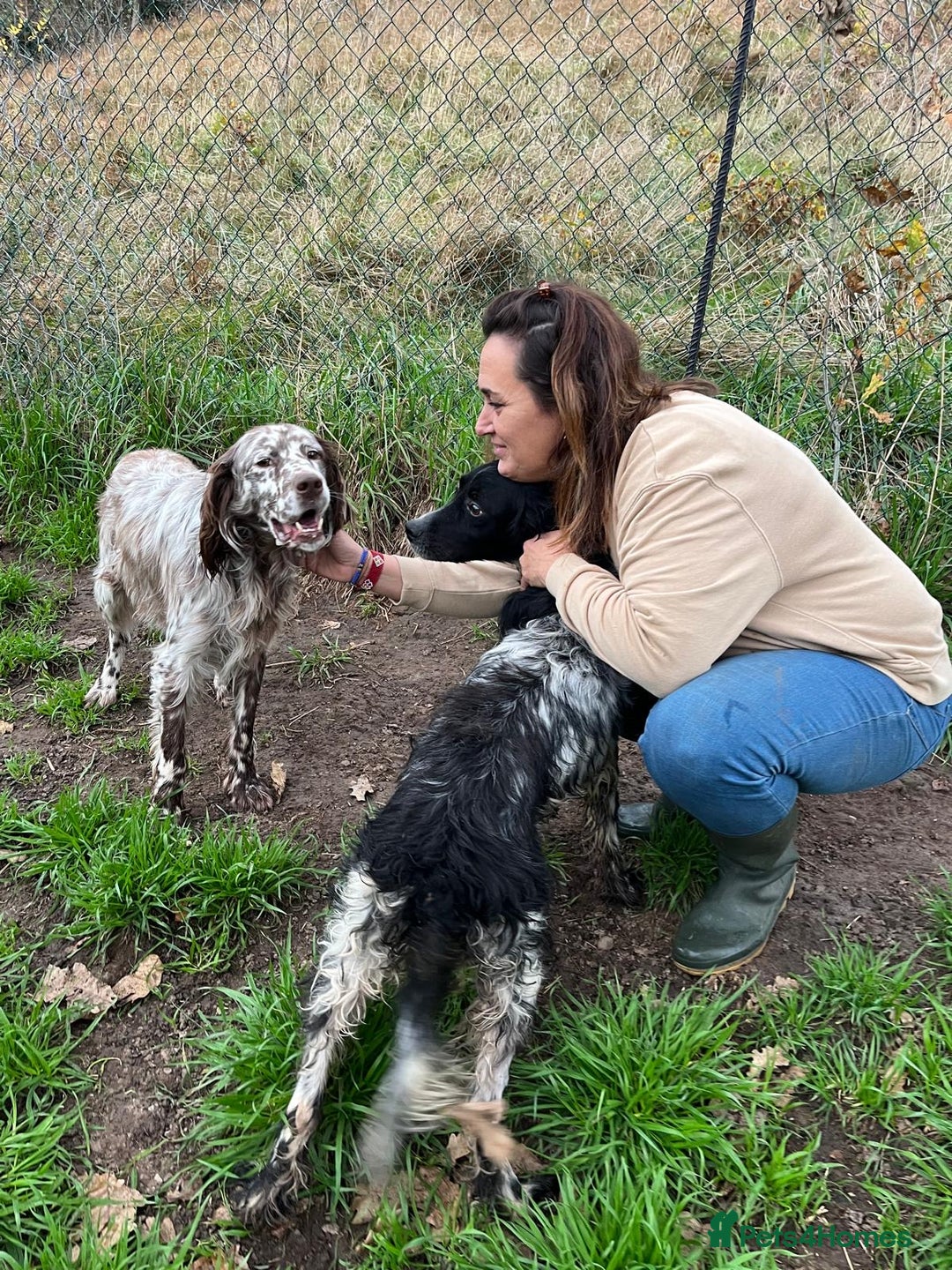 English Setter dogs for adoption: Yako  - Advert 3