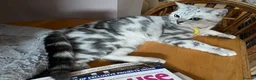 British Shorthair cats for sale: BSH boy and girl, spayed - Advert 8