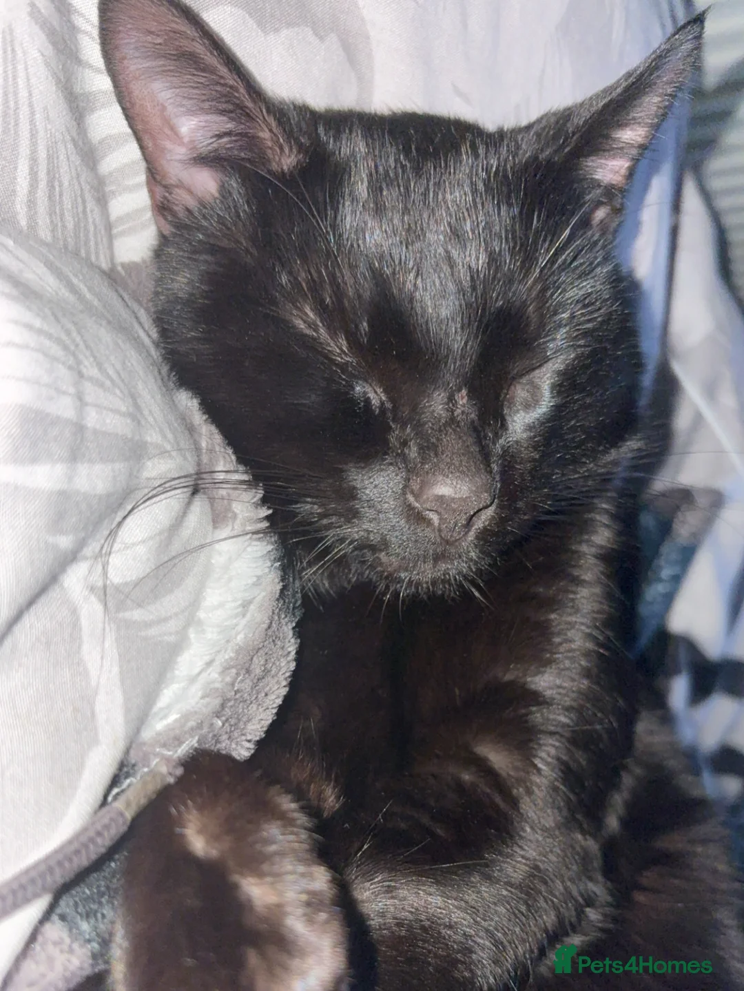 British Shorthair cats for sale: Ollie and Pebble - Advert 2