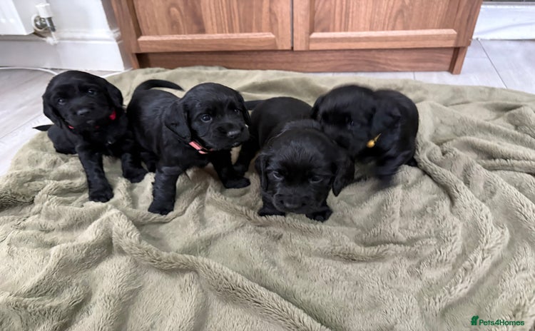 Cocker Spaniel dogs - Advert 10