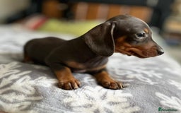 Miniature Dachshund dogs for sale: 🎀chocolate miniature dachshund 🐾🐨😺  🎀 - Image 3