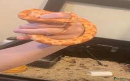 Corn Snake reptiles for sale: Corn snakes for sale - Image 2