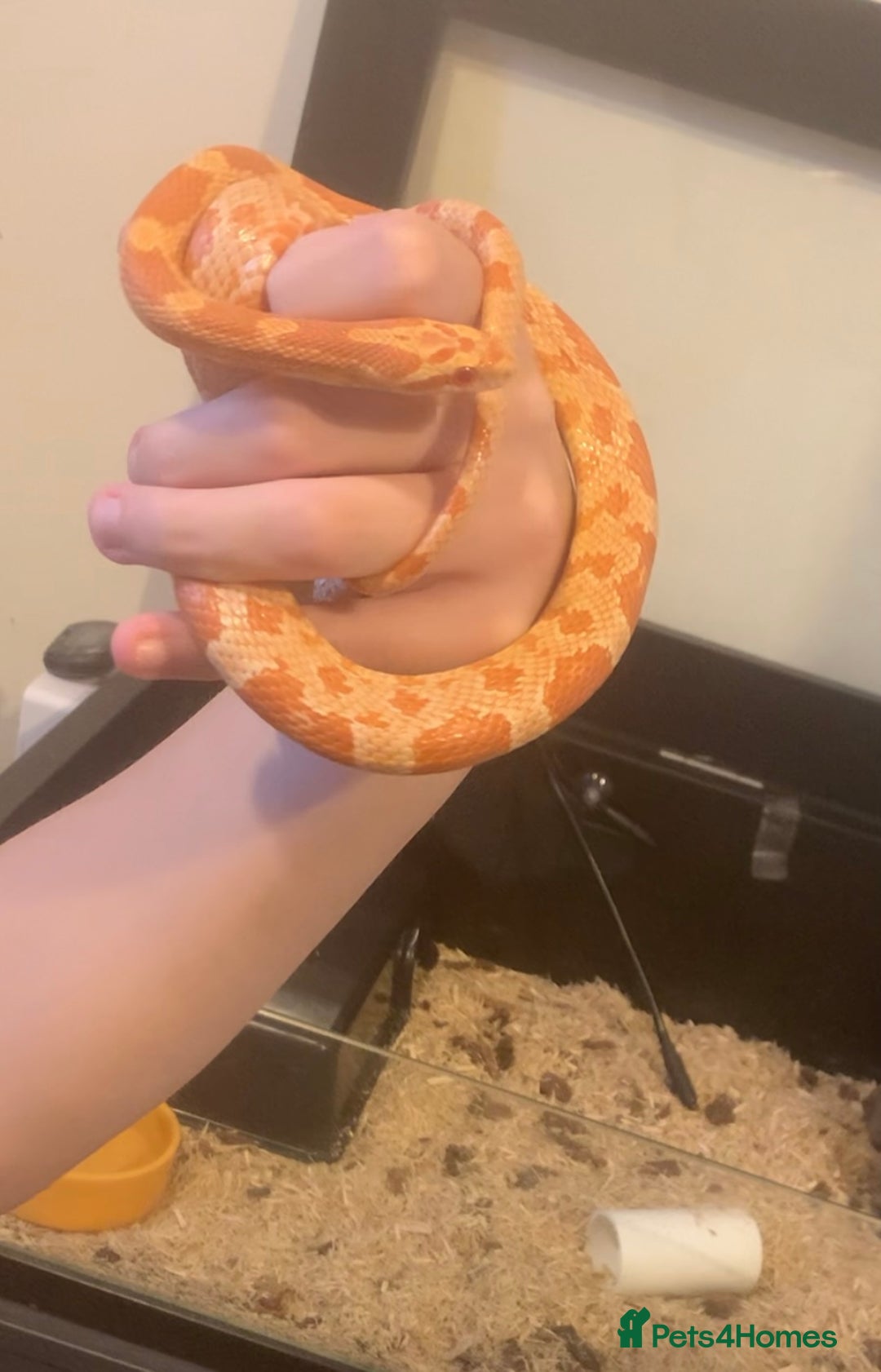 Corn Snake reptiles for sale: Corn snakes for sale - Image 2