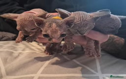 Sphynx cats for sale: 4 Female Sphynx Kittens - Advert 12