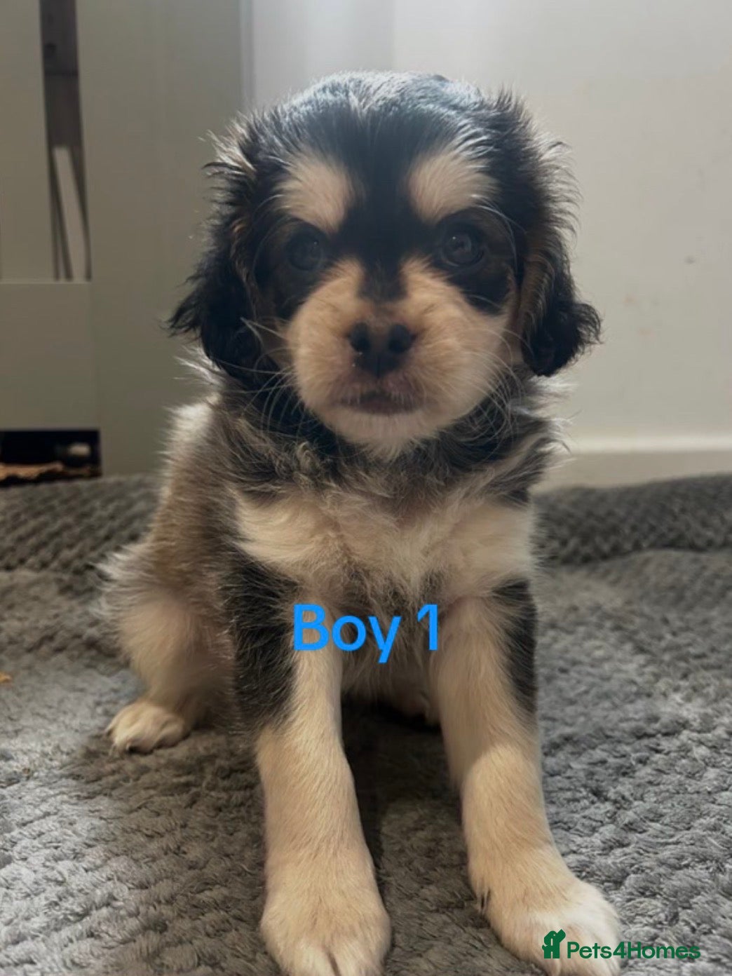 Mixed Breed dogs for sale: 4 Maltipoo x pug puppies for sale✨🤍 - Advert 1