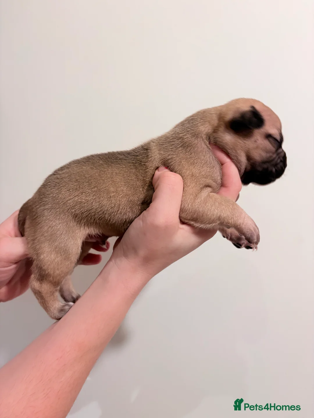 Mixed Breed dogs for sale: 7 gorgeous rare French American Bulldogs - Advert 4