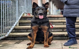 Mixed Breed dogs for sale: German shepherd x Chinese red dog puppies - Image 6