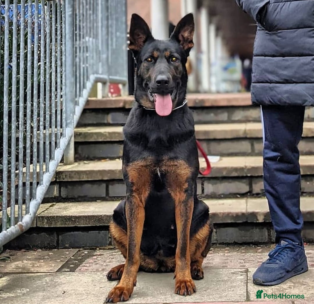 Mixed Breed dogs for sale: German shepherd x Chinese red dog puppies - Image 6