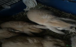 Mini Lop rabbits for sale: Pure bred minilop rabbits - Image 7