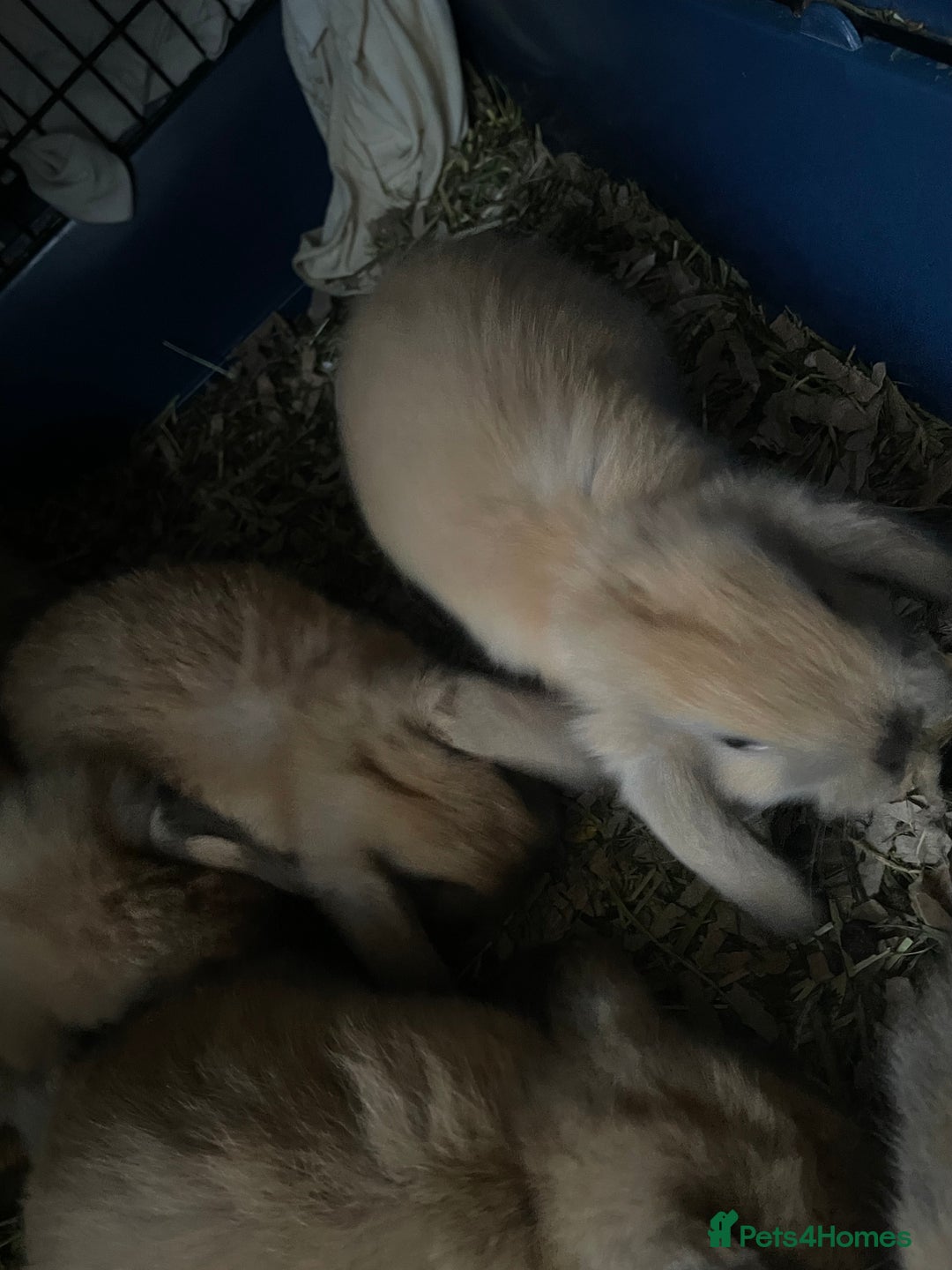 Mini Lop rabbits for sale: Pure bred minilop rabbits - Image 7