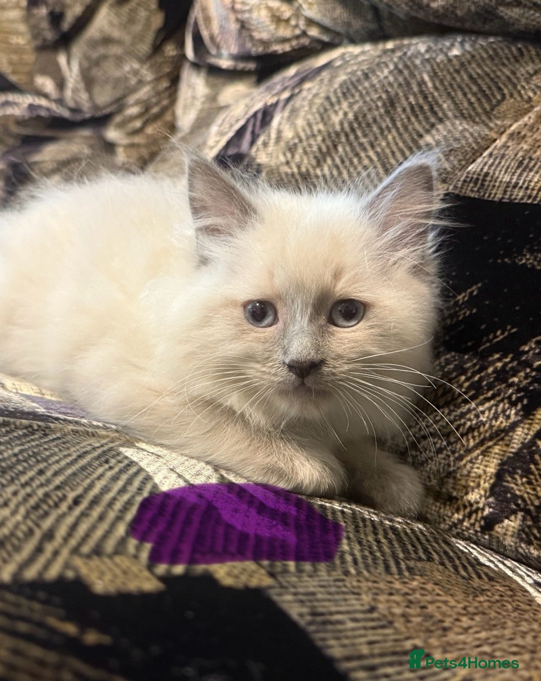 Ragdoll cats for sale: Impressive Beautiful Ragdoll Kittens Available - Advert 7