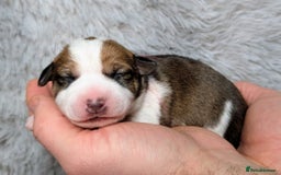 Jack Russell dogs for sale: ❤️3/4 Jack Russell babies ❤️ - Advert 15