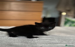 Domestic Shorthair cats for sale: 6 beautiful kittens - Image 13