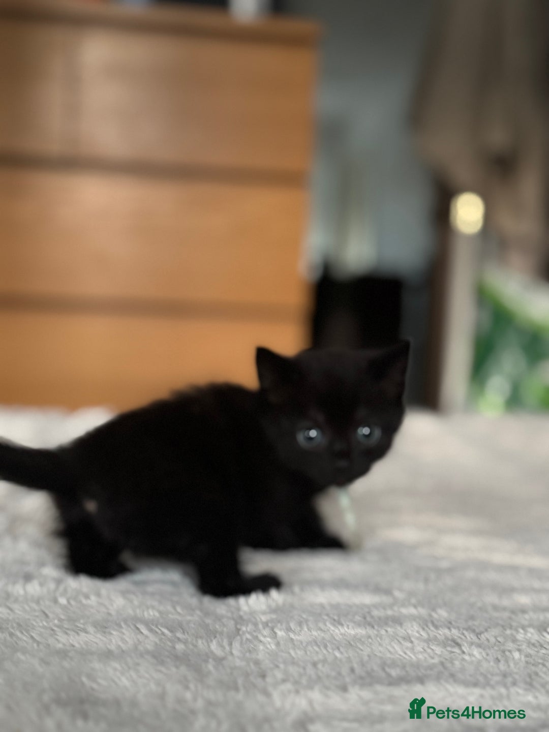 Domestic Shorthair cats for sale: 6 beautiful kittens - Image 13