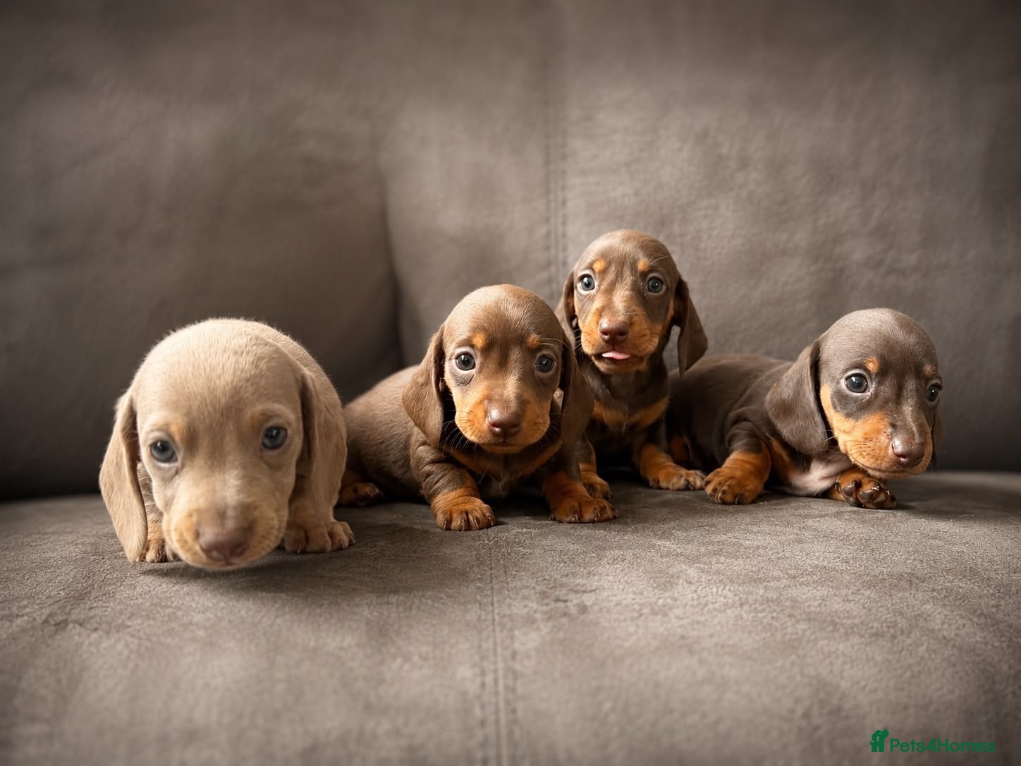 Miniature Dachshund dogs Beautiful miniature dachshunds  - Advert 3