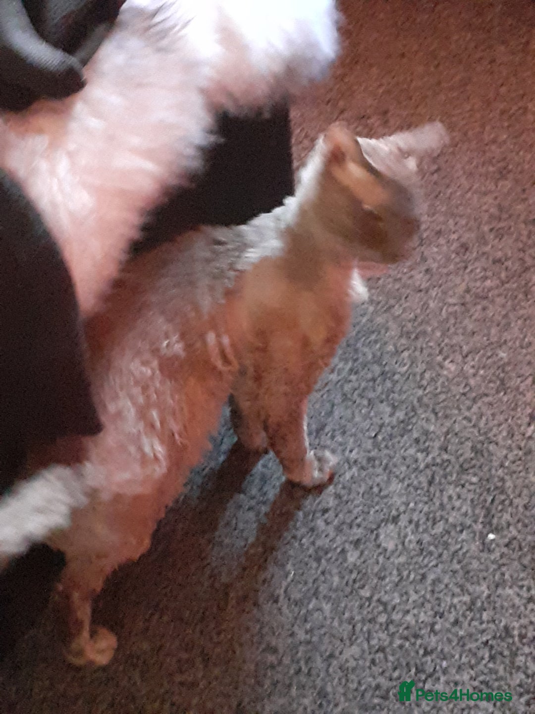 Devon Rex cats for sale: Devon rex - Advert 5