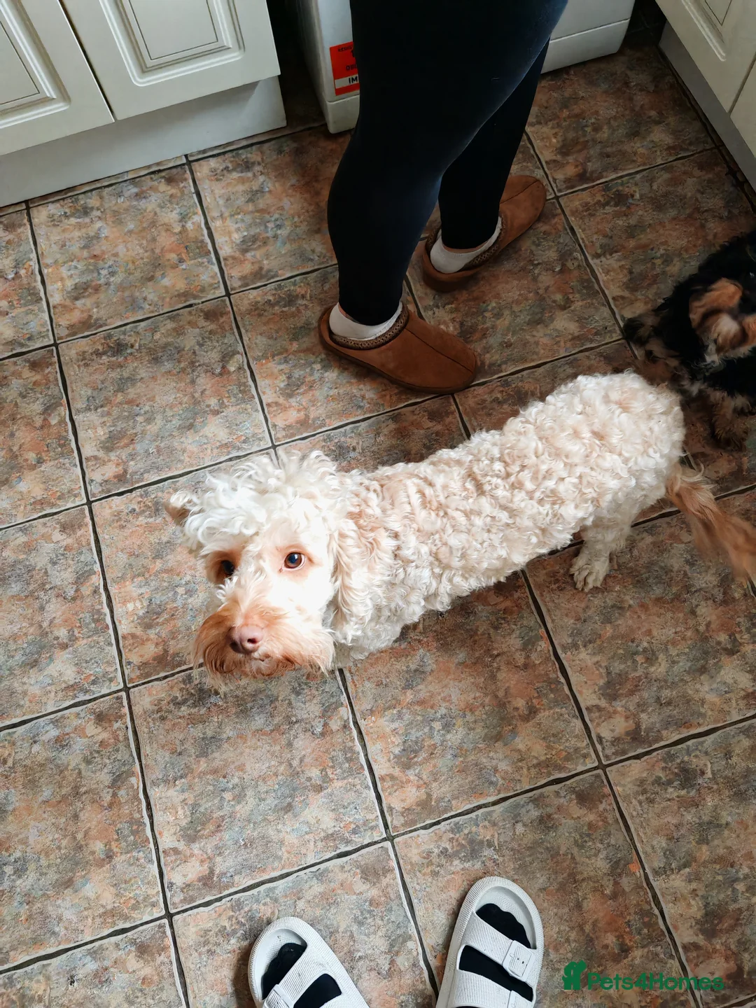 Cockapoo dogs for sale: Cockapoo for sale - Advert 8