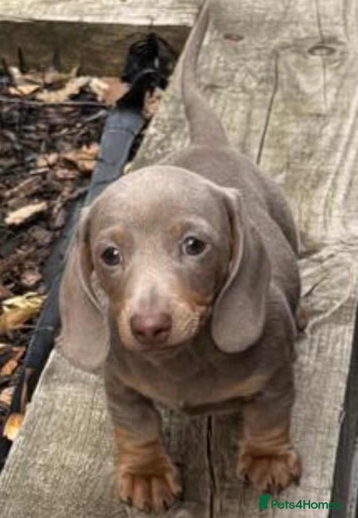 Miniature Dachshund dogs 💕Exceptional, Isabella & Tan, KC Reg, PRA Clear💕 - Advert 1