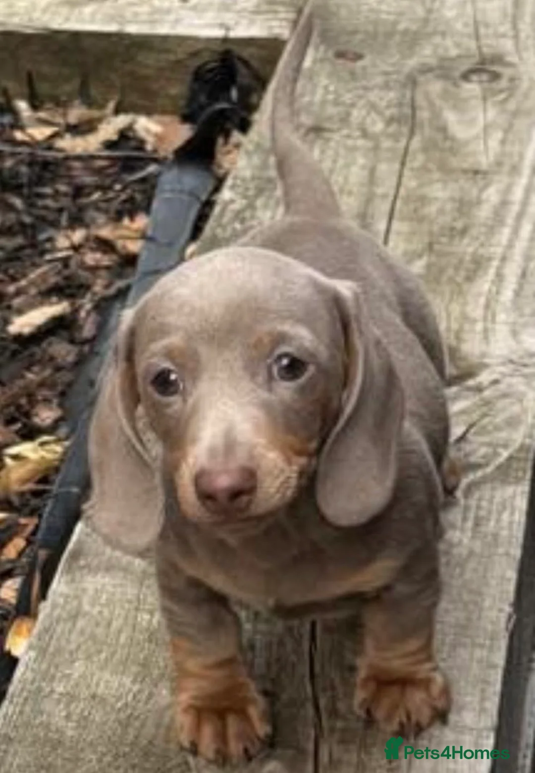 Miniature Dachshund dogs for sale: 💕Exceptional, Isabella & Tan, KC Reg, PRA Clear💕 - Advert 1