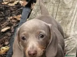 Miniature Dachshund dogs 💕Exceptional, Isabella & Tan, KC Reg, PRA Clear💕 - Advert 1