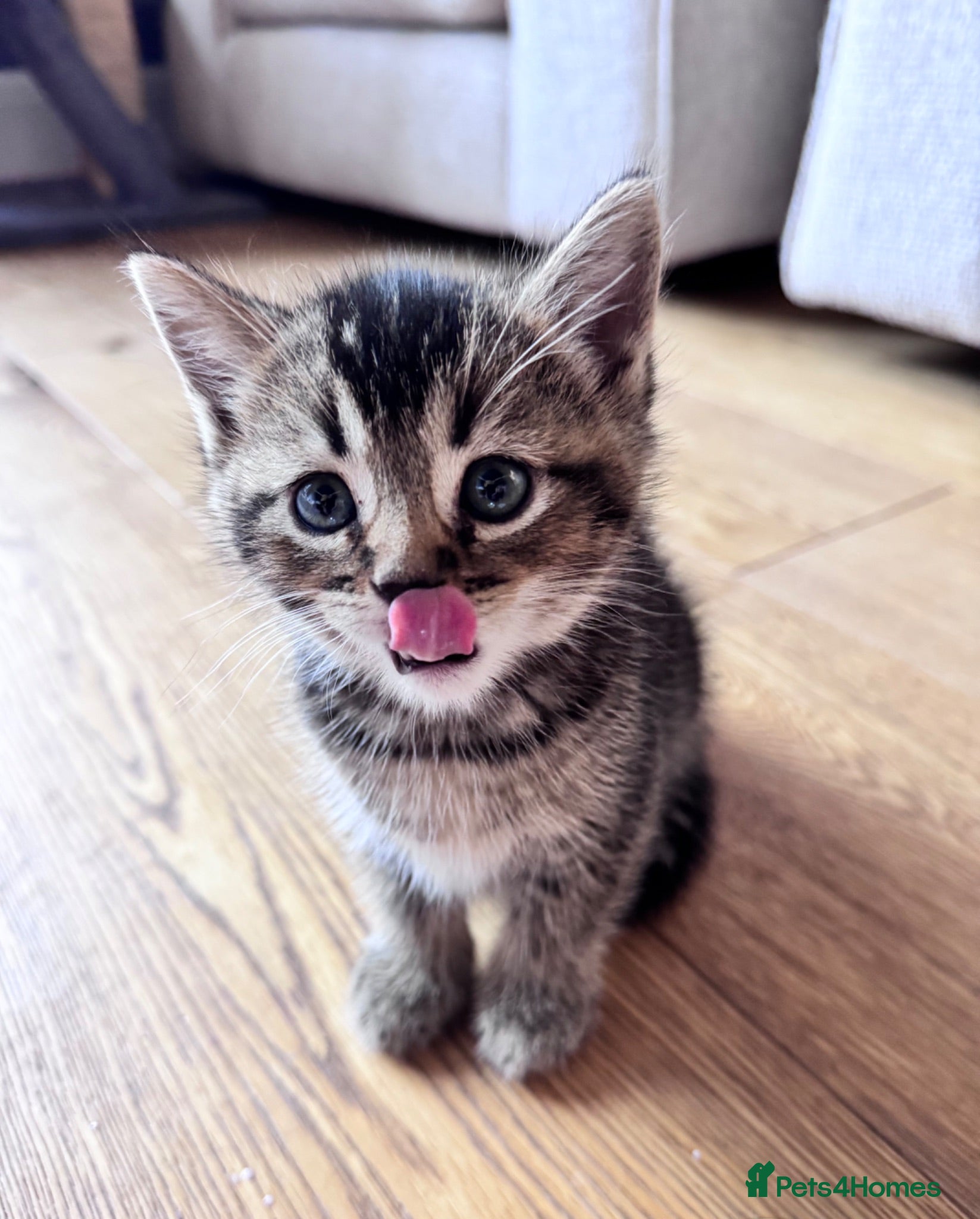 British Shorthair cats British shorthair kittens  - Advert 2