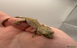 Gecko reptiles for sale: Various Crested Geckos for Sale - Image 11