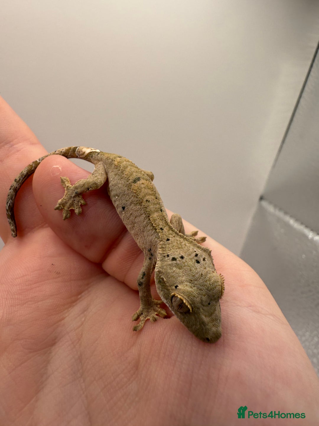 Gecko reptiles for sale: Various Crested Geckos for Sale - Image 11
