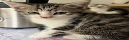 Mixed Breed cats for sale: 6 Lovely kittens for sale  - Advert 9