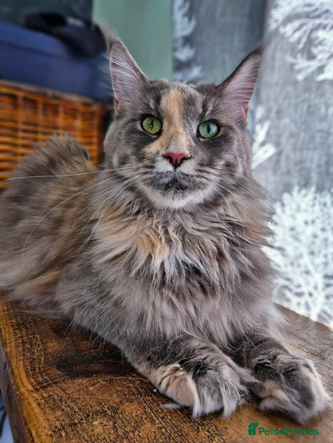 Maine Coon cats for sale: Maine Coon Kittens | TICA Parents | Health Tested - Advert 10