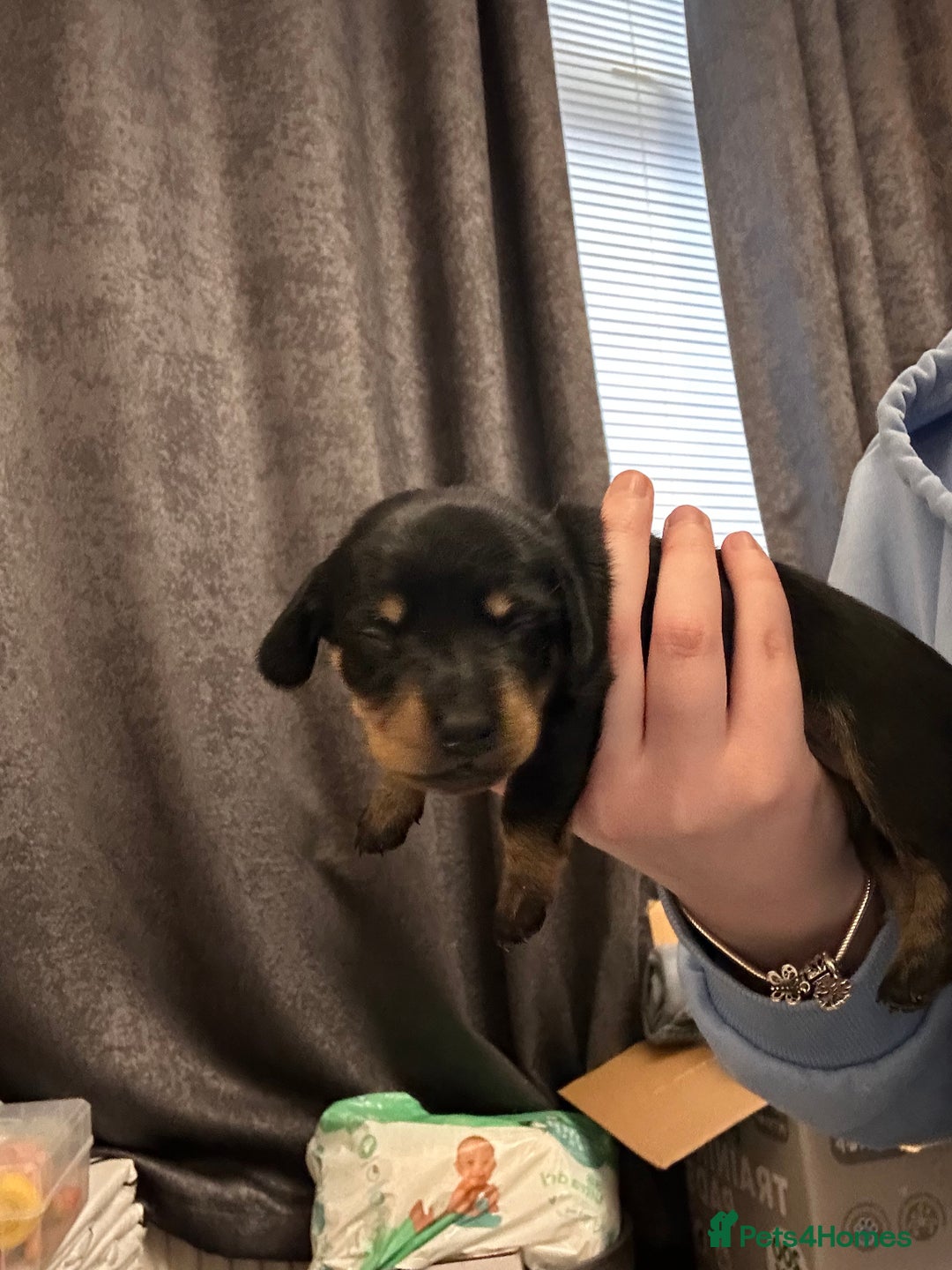Dachshund dogs for sale: Litter of 8 beautiful dachshund puppies🩵🩷 - Advert 18