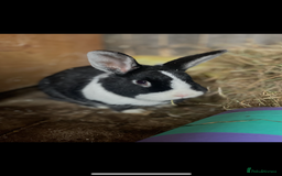 Dutch rabbits for sale: Rabbit for rehoming - Image 1
