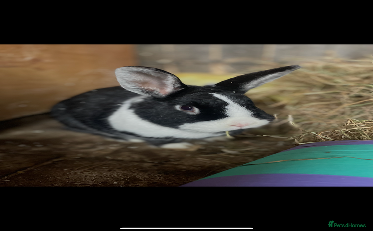 Dutch rabbits - Advert 1