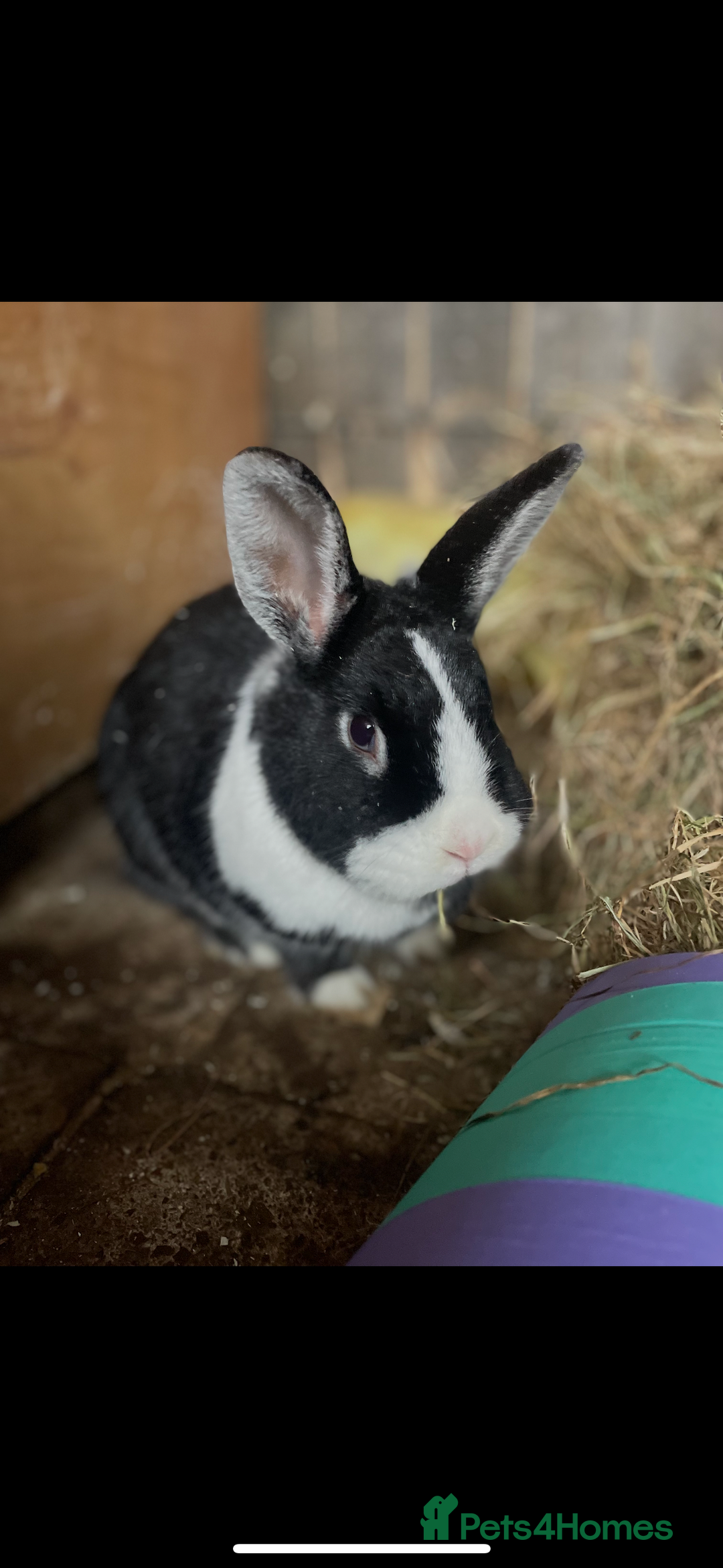 Dutch rabbits for sale: Rabbit for rehoming - Image 1