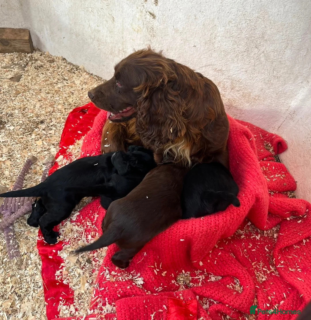 Cocker Spaniel dogs for sale: 4 showtype cocker spaniel puppies - Advert 9