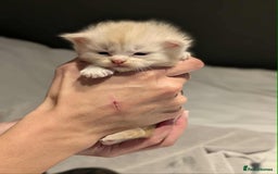 Maine Coon cats for sale: Maine Coon crossed Ragdoll kittens - Image 13