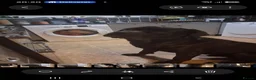 Cane Corso dogs for stud: CAESER - Advert 5