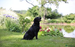 Labrador Retriever dogs for sale: Labrador retriever puppies - Image 16