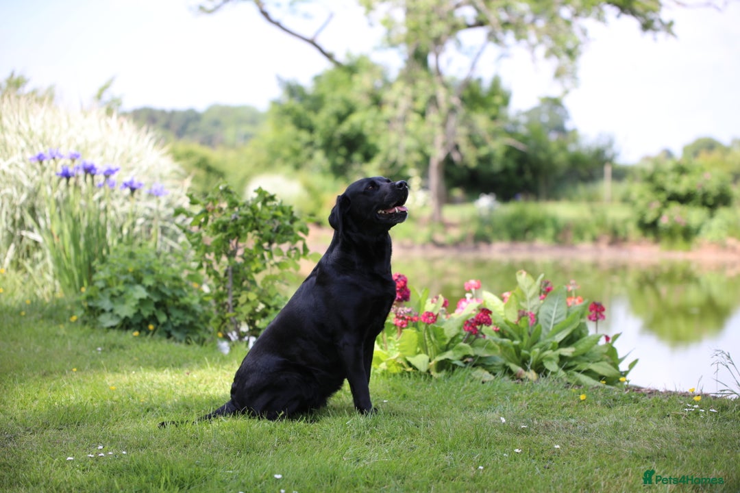 Labrador Retriever dogs for sale: Labrador retriever puppies - Image 16