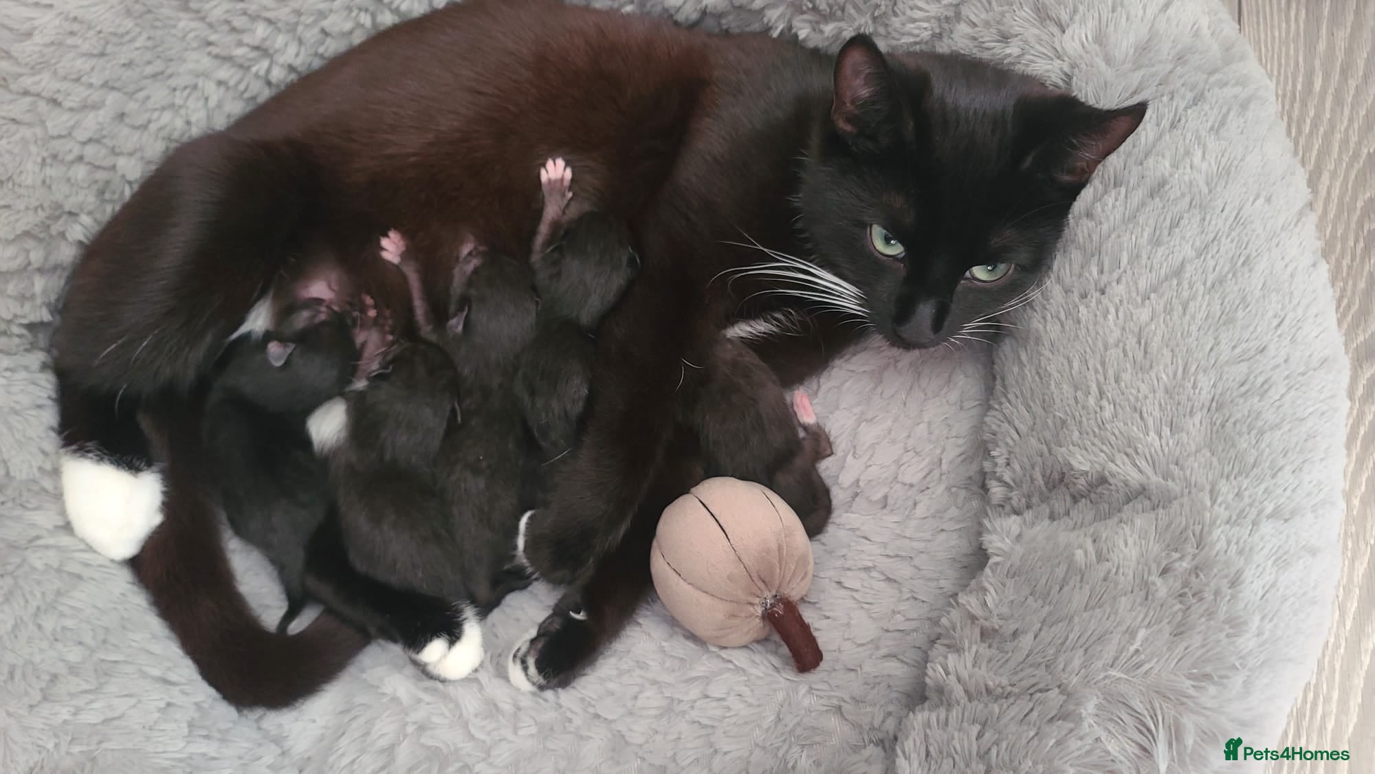 Mixed Breed cats Newborn Kittens  Available to Reserve – Nottingham - Advert 1