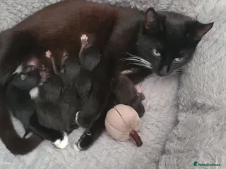 Mixed Breed cats Newborn Kittens Available to Reserve – Nottingham - Advert 3